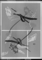 Flower conservation
